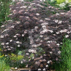 Sambucus Nigra 'Black Lace' 11 Sambucus Nigra 'Black Lace' -You Garden 510394 4