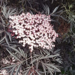 Sambucus Nigra 'Black Lace' 12 Sambucus Nigra 'Black Lace' -You Garden 510394 5