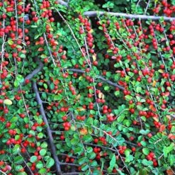 Evergreen Shrub Collection 12 Evergreen Shrub Collection -You Garden 510403 4