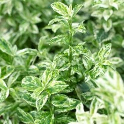 Evergreen Shrub Collection 14 Evergreen Shrub Collection -You Garden 510403 6