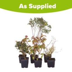 Evergreen Shrub Collection 15 Evergreen Shrub Collection -You Garden 510403 7