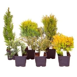 Evergreen Hardy Dwarf Conifer Collection 5 Evergreen Hardy Dwarf Conifer Collection -You Garden 510410 2