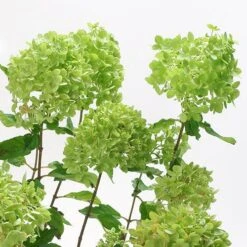 Hydrangea Paniculata 'Little Lime' Standard -You Garden 510424 2
