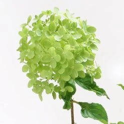 Hydrangea Paniculata 'Little Lime' Standard -You Garden 510424 3