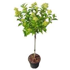 Hydrangea Paniculata 'Little Lime' Standard -You Garden 510424 4