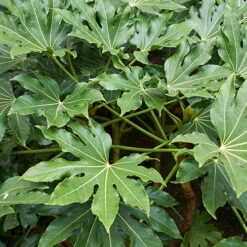 Fatsia Japonica - Castor Oil Plant -You Garden 510428 1