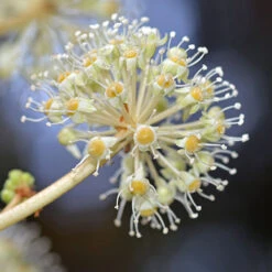 Fatsia Japonica - Castor Oil Plant -You Garden 510428 2
