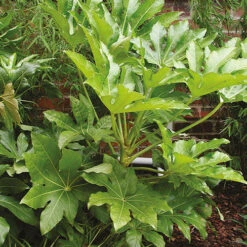 Fatsia Japonica - Castor Oil Plant -You Garden 510428 3