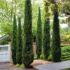 Pair Of Italian Cypress Trees