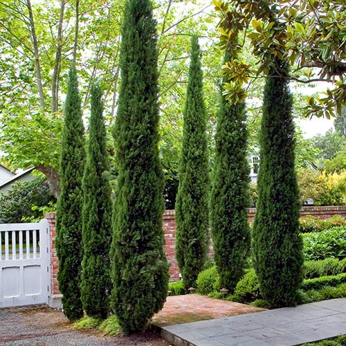 Pair Of Italian Cypress Trees 1 Pair Of Italian Cypress Trees