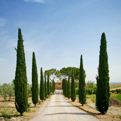 Pair Of Italian Cypress Trees 5 Pair Of Italian Cypress Trees - Image 5