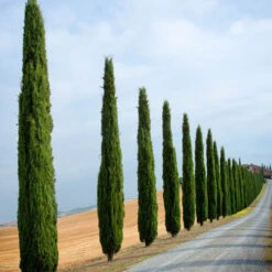 Pair Of Italian Cypress Trees 14 Pair Of Italian Cypress Trees -You Garden 510471 5