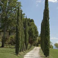 Pair Of Italian Cypress Trees 16 Pair Of Italian Cypress Trees -You Garden 510471 7