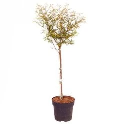 'Dixie Pink' Powder Puff Tree 7 'Dixie Pink' Powder Puff Tree -You Garden 510508 3