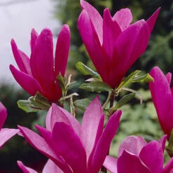 Magnolia 'Susan' Standard Shrub