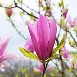 Magnolia 'Susan' Standard Shrub -You Garden 510509 2