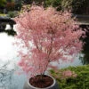 Acer Palmatum 'Taylor'