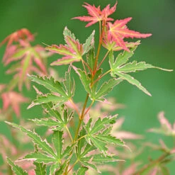 Acer Palmatum 'Taylor' -You Garden 510524 2