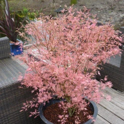 Acer Palmatum 'Taylor' -You Garden 510524 4
