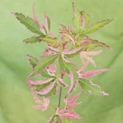 Acer Palmatum 'Taylor' -You Garden 510524 5