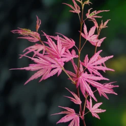 Acer Palmatum 'Taylor' -You Garden 510524 6