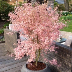 Acer Palmatum 'Taylor' -You Garden 510524 7