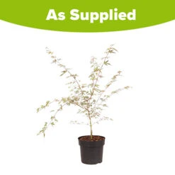 Acer Palmatum 'Taylor' -You Garden 510524 8