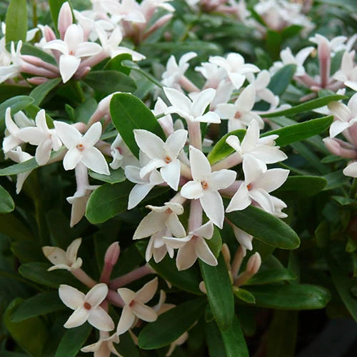 Daphne 'Eternal Fragrance' 1 Daphne 'Eternal Fragrance'