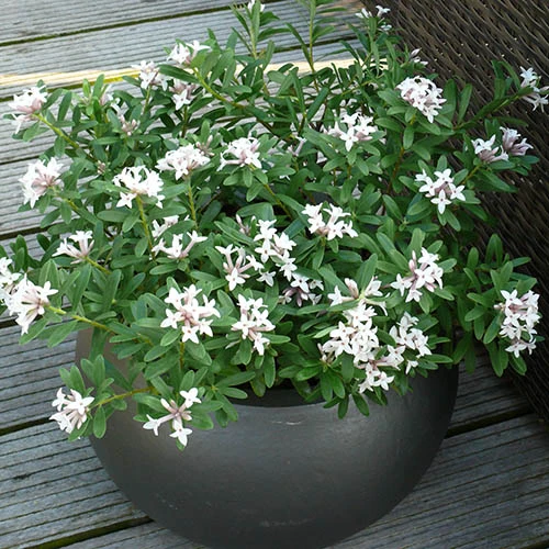 Daphne 'Eternal Fragrance' 2 Daphne 'Eternal Fragrance' - Image 2