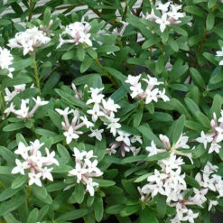 Daphne 'Eternal Fragrance' 5 Daphne 'Eternal Fragrance' -You Garden 510531 2