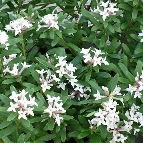 Daphne 'Eternal Fragrance' 3 Daphne 'Eternal Fragrance' - Image 3