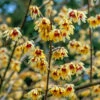 Chimonanthus Praecox - Wintersweet