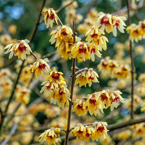 Chimonanthus Praecox - Wintersweet 1 Chimonanthus Praecox - Wintersweet