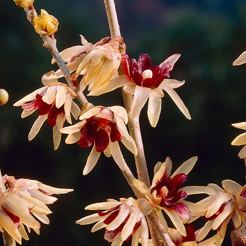 Chimonanthus Praecox - Wintersweet 2 Chimonanthus Praecox - Wintersweet - Image 2