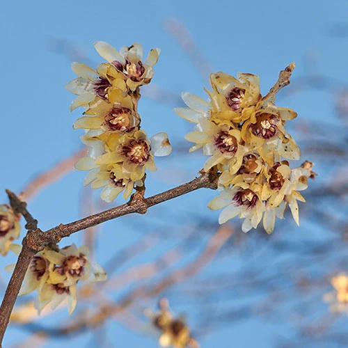 Chimonanthus Praecox - Wintersweet 3 Chimonanthus Praecox - Wintersweet - Image 3
