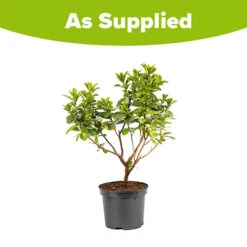 Escallonia 'Pink Elle' -You Garden 510545 2