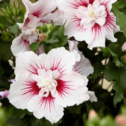 Hibiscus Syriacus Starburst Chiffon -You Garden 510578 2
