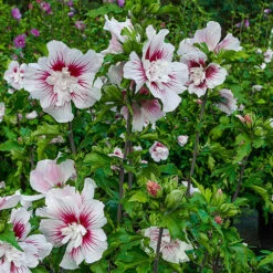 Hibiscus Syriacus Starburst Chiffon -You Garden 510578 4