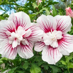 Hibiscus Syriacus Starburst Chiffon -You Garden 510578 5