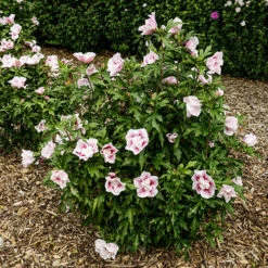 Hibiscus Syriacus Starburst Chiffon -You Garden 510578 6