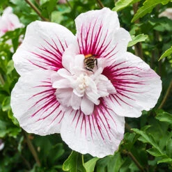 Hibiscus Syriacus Starburst Chiffon -You Garden 510578 7