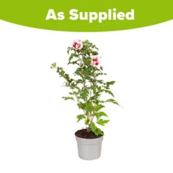 Hibiscus Syriacus Starburst Chiffon -You Garden 510578 8