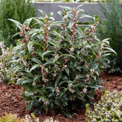 Sarcococca Hookeriana 'Winter Gem' -You Garden 510579 2