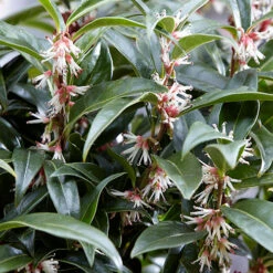Sarcococca Hookeriana 'Winter Gem' -You Garden 510579 4