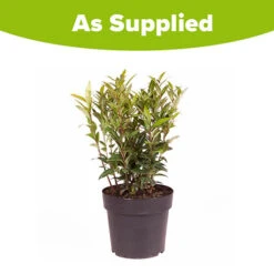 Sarcococca Hookeriana 'Winter Gem' -You Garden 510579 5