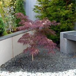 Acer Palmatum 'Inaba-shidare' Standard -You Garden 510600 2