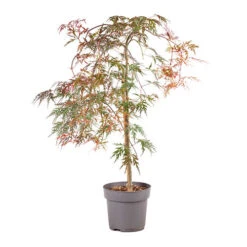 Acer Palmatum 'Inaba-shidare' Standard -You Garden 510600 3