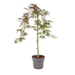 Acer Palmatum 'Inaba-shidare' Standard -You Garden 510600 4