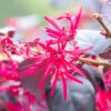 Loropetalum 'Black Pearl'
