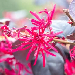 Loropetalum 'Black Pearl'